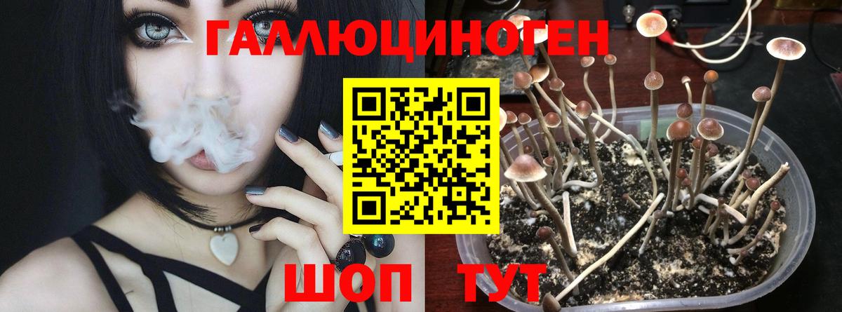 Псилоцибиновые грибы Psilocybe  Вход с VPN  Родники 